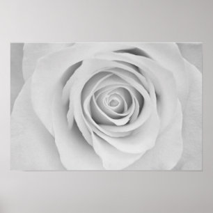 Schwarzweiß-Rosenblütenposter Poster