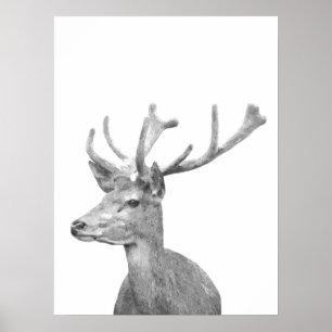 Schwarzweiss-Rotwildtierporträt Poster