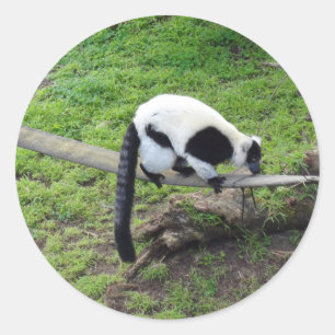 Schwarzweiß-Ruffed Lemur #2-1 Stickers