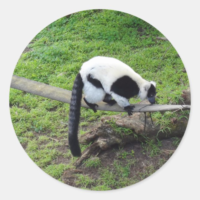 Schwarzweiß-Ruffed Lemur #2-1 Stickers (Vorderseite)