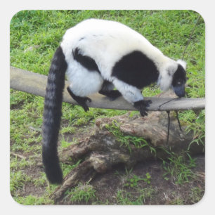 Schwarzweiß-Ruffed Lemur #2-2-Stickers Quadratischer Aufkleber