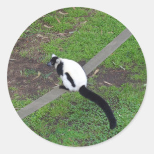 Schwarzweiß-Ruffed Lemur #3-Stickers Runder Aufkleber