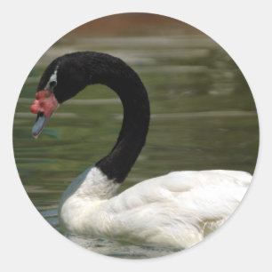 Schwarzweiss-Schwan-Aufkleber Runder Aufkleber