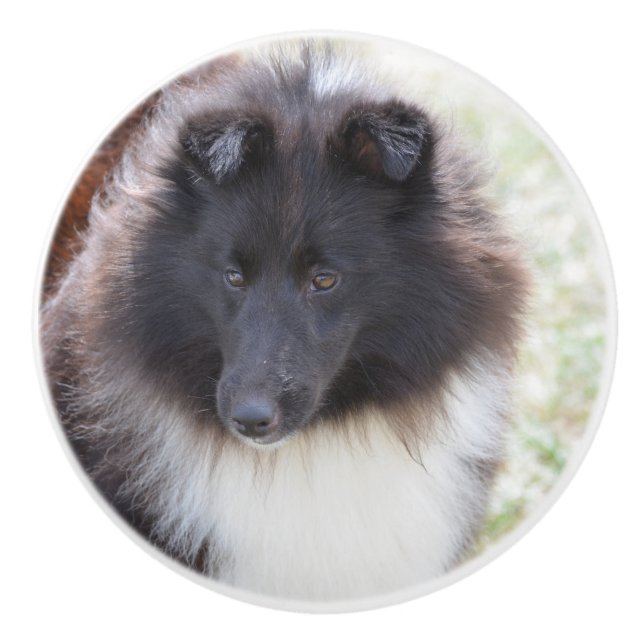 Schwarzweiss-Sheltie Keramikknauf (Vorderseite)