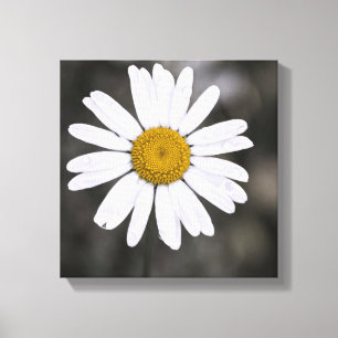 Schwarzweiss-Single-nasse Gänseblümchen-Gelb-Mit Leinwanddruck