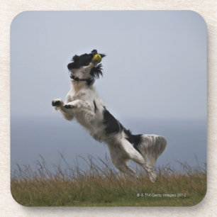 Schwarzweiss-SpringerSpaniel, der mit spielt Getränkeuntersetzer