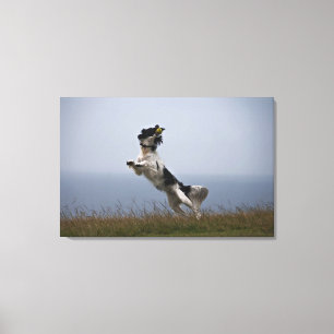 Schwarzweiss-SpringerSpaniel, der mit spielt Leinwanddruck