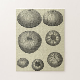 Schwarzweiss-Starfish