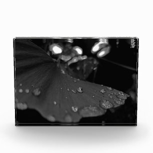 Schwarzweiß-Tau auf Blatt Fotoblock