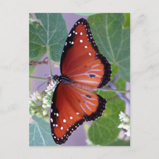 Schwarzweiss-- und Rot ganz vorbei Postkarte