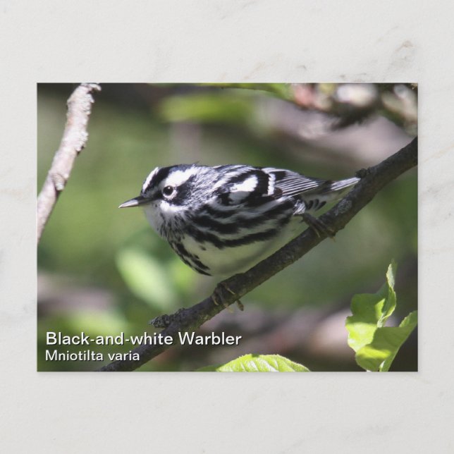 Schwarzweiß-Warbler Postkarte (Vorderseite)