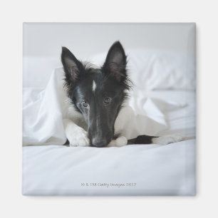 Schwarzweiss-Welpe im Bett mit dem Knochen Magnet