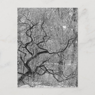 Schwarzweißbaum Postkarte