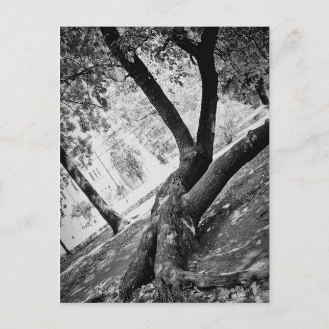 Schwarzweißbaum Postkarte (Vorderseite)