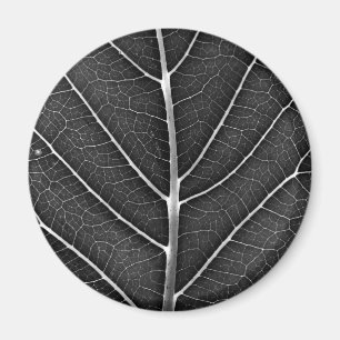 Schwarzweißblatt nah magnet