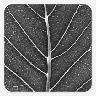 Schwarzweißblatt nah quadratischer aufkleber
