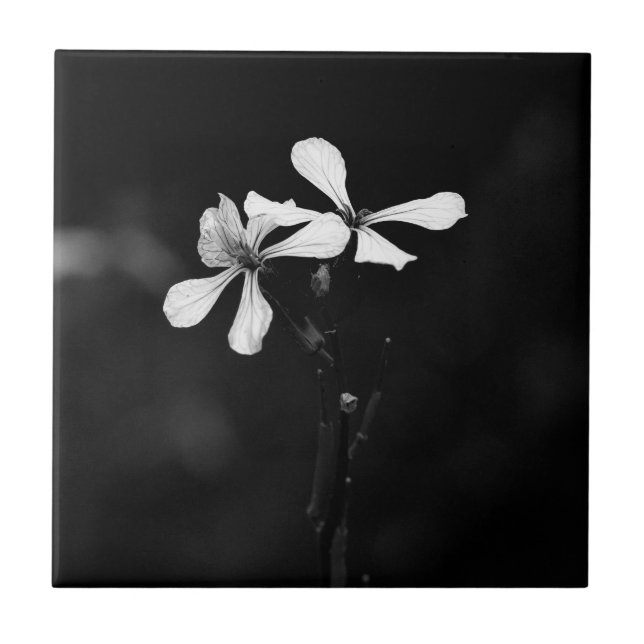 Schwarzweißblumen Fliese (Vorderseite)