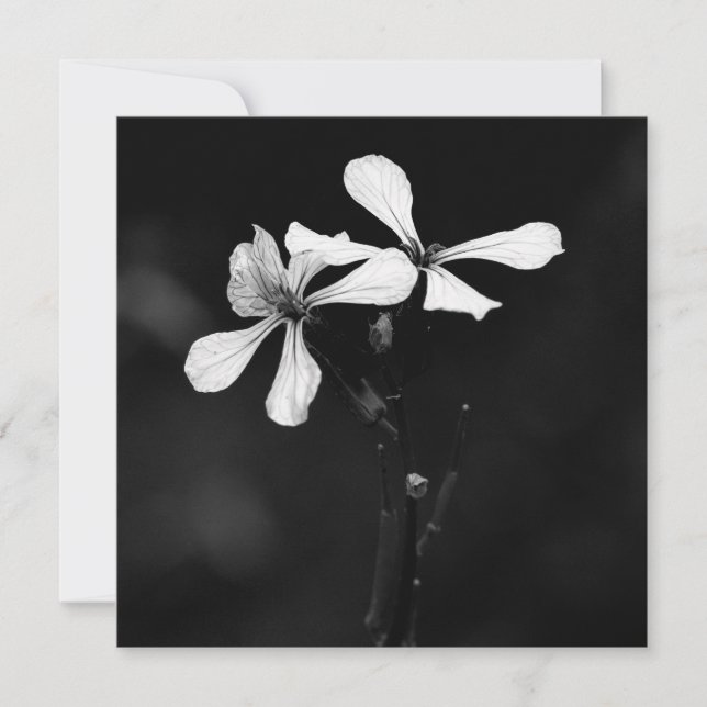 Schwarzweißblumen Mitteilungskarte (Vorderseite)