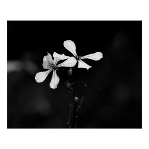 Schwarzweißblumen Poster