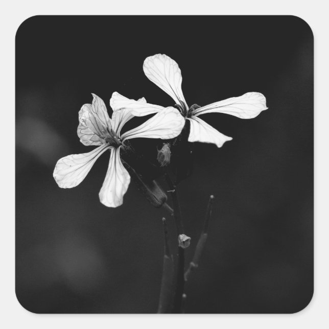 Schwarzweißblumen Quadratischer Aufkleber (Vorderseite)