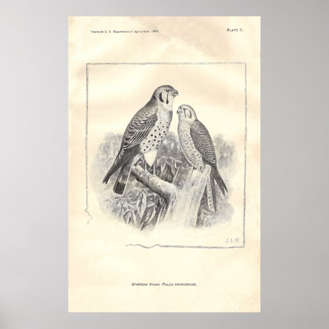 Schwarzweißfalken Poster (Vorne)