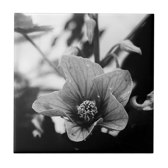 Schwarzweißfotografie Fliese (Vorderseite)