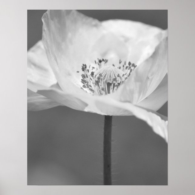Schwarzweißfotografie Poster (Vorne)