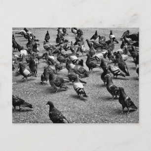 Schwarzweißfotografie vieler Tauben Postkarte