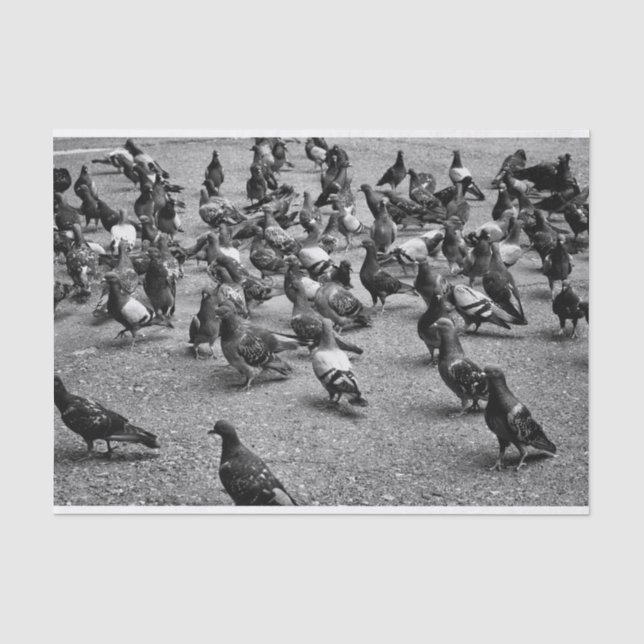 Schwarzweißfotografie vieler Tauben Seidenpapier (Vorderseite)