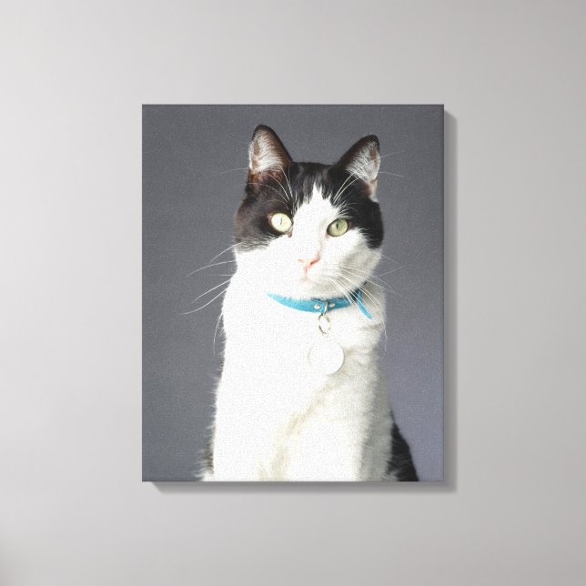 Schwarzweißkatze Leinwanddruck (Vorderseite)
