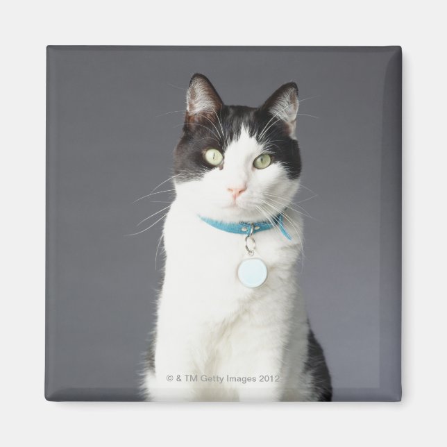 Schwarzweißkatze Magnet (Vorne)