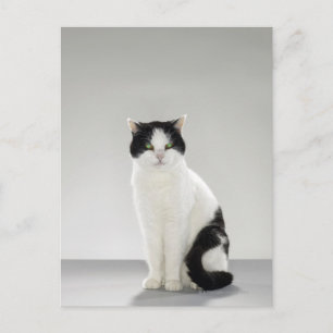 Schwarzweißkatze mit leuchtenden grünen Augen Postkarte