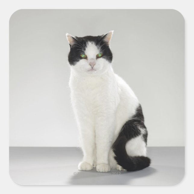 Schwarzweißkatze mit leuchtenden grünen Augen Quadratischer Aufkleber (Vorderseite)