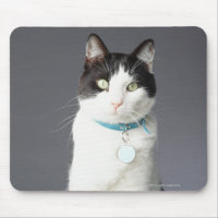 Schwarzweißkatze