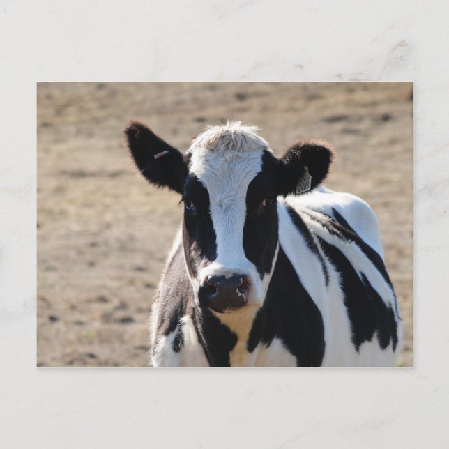Schwarzweißkuh Postkarte (Vorderseite)