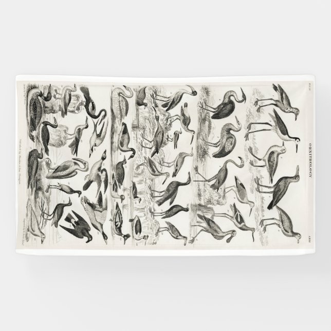 Schwarzweißornithologie-Vogelsammlung Banner (Horizontal)