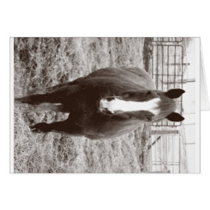 Schwarzweißpferd