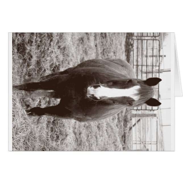 Schwarzweißpferd (Vorderseite (Horizontal))