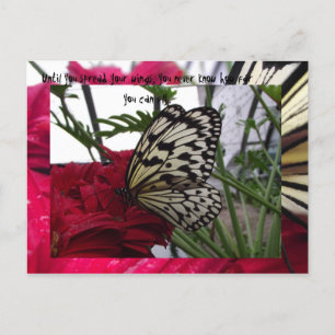 Schwarzweißschmetterling Postkarte