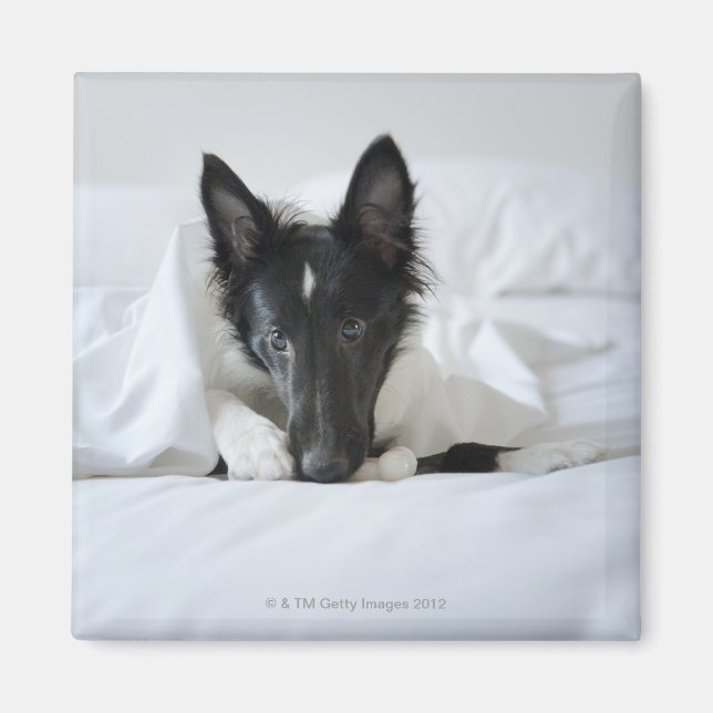 Schwarzweißwelpen im Bett mit Knochen Magnet (Vorne)