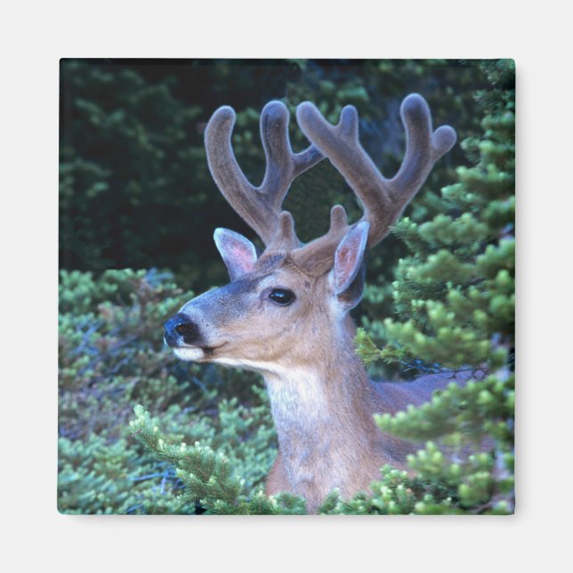 Schwarzwild-Schwanz | Olympischer Nationalpark Magnet (Vorne)