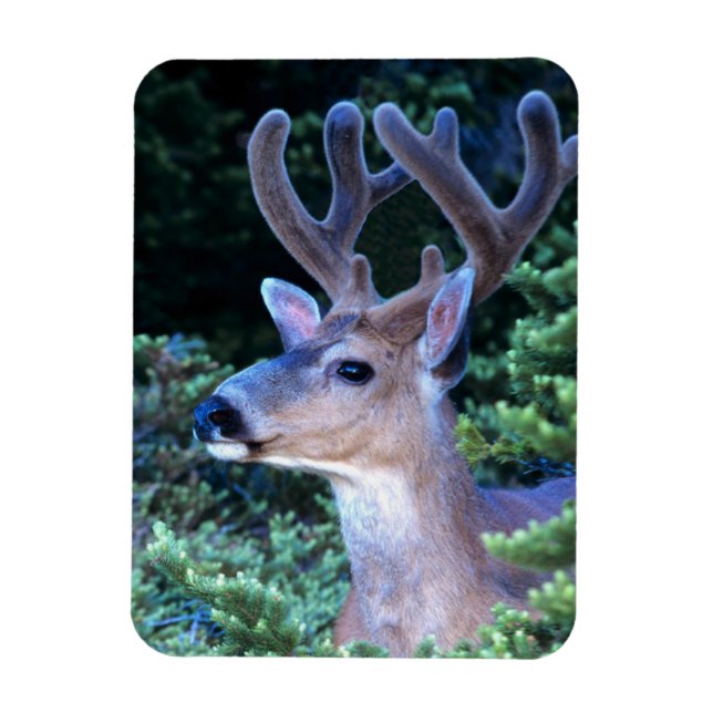 Schwarzwild-Schwanz | Olympischer Nationalpark Magnet (Vertikal)