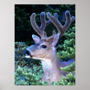 Schwarzwild-Schwanz   Olympischer Nationalpark Poster