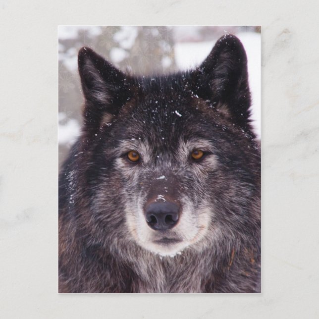 Schwarzwolf-Postkarte Postkarte (Vorderseite)