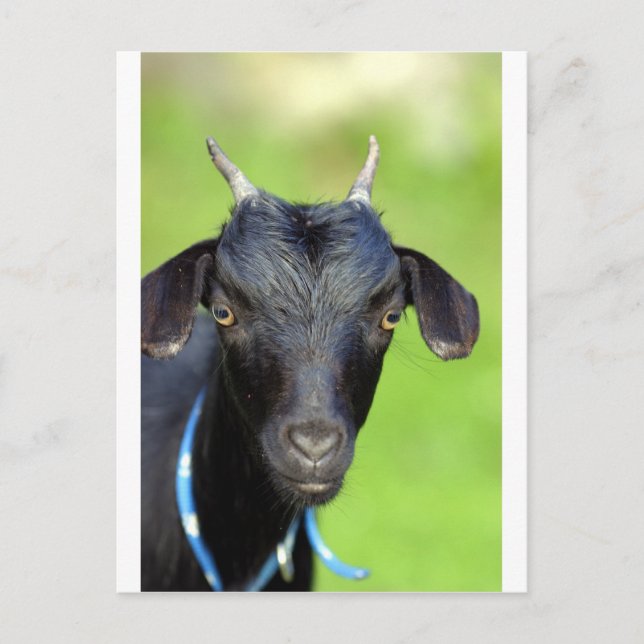 Schwarzziege Postkarte (Vorderseite)