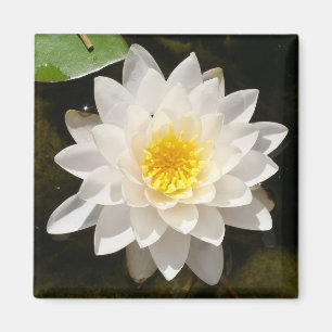 Schwebende Weiße Wasserlilie Lotus  Magnet