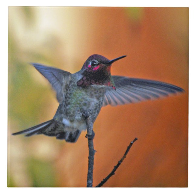 Schwebender Kolibri Fliese (Vorderseite)