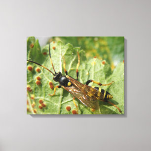 Schwebfliege Leinwanddruck