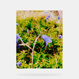 Schwedisch Bluebell Acrylschild