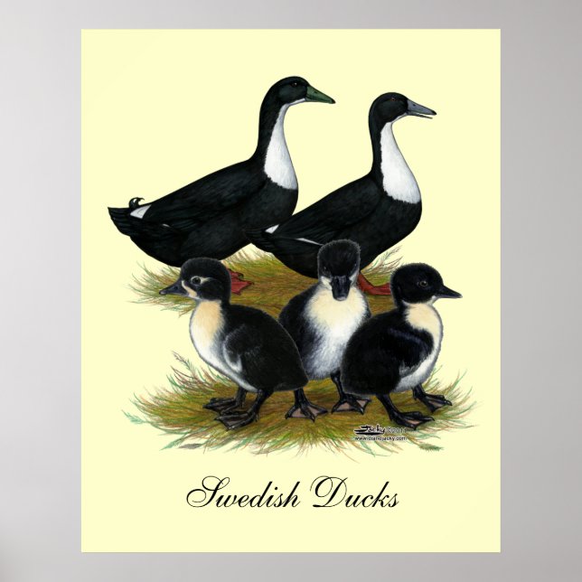 Schwedische Entenfamilie Poster (Vorne)